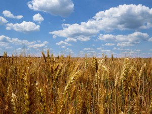 Agricoltura bio