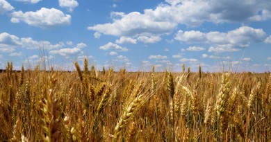 Agricoltura bio