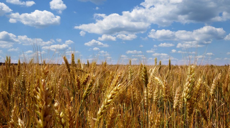 Agricoltura bio