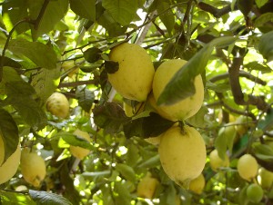 proprietà del limone