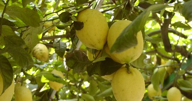 proprietà del limone