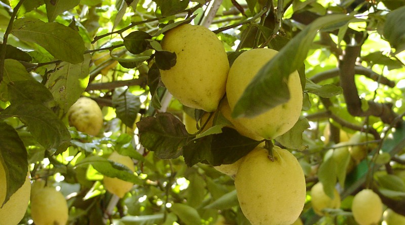 proprietà del limone