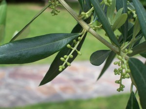 foglie d'ulivo