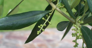 foglie d'ulivo