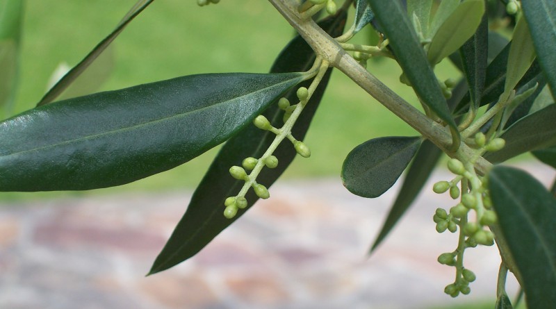 foglie d'ulivo