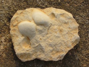 Fossile antico