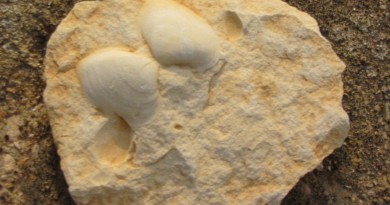 Fossile antico