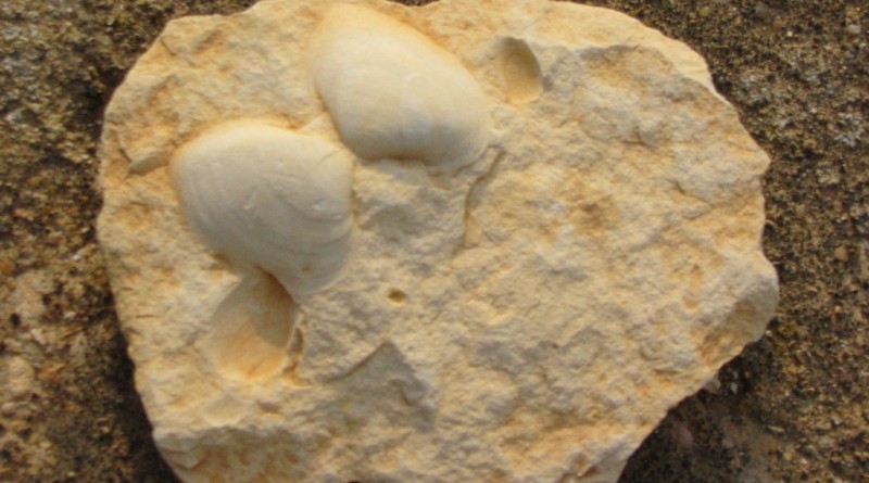 Fossile antico