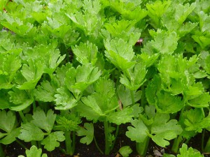 benefici del sedano
