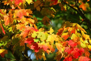 colori autunno