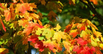 colori autunno
