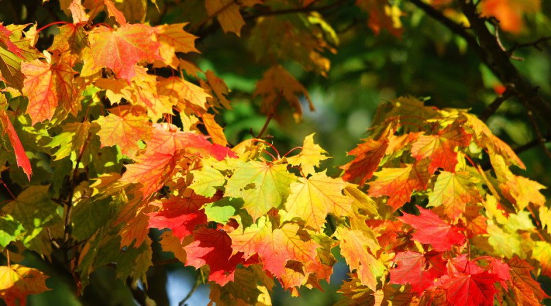 colori autunno