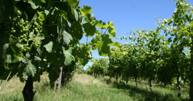 sorgente del vino