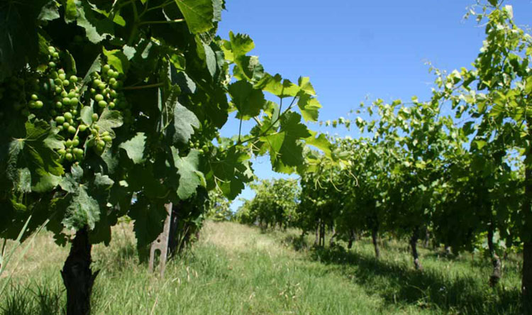 sorgente del vino