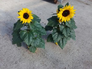 girasoli