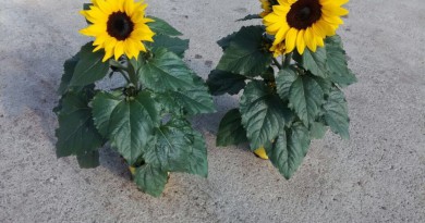 girasoli