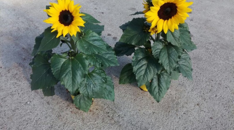 girasoli