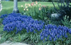 muscari