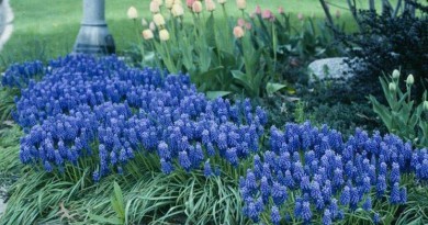 muscari