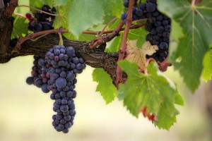 vendemmia