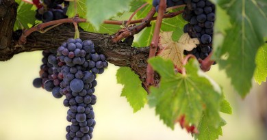 vendemmia