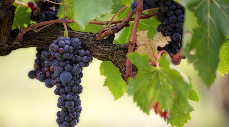vendemmia