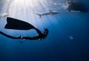 Un tuffo nel blu: le immersioni subacquee